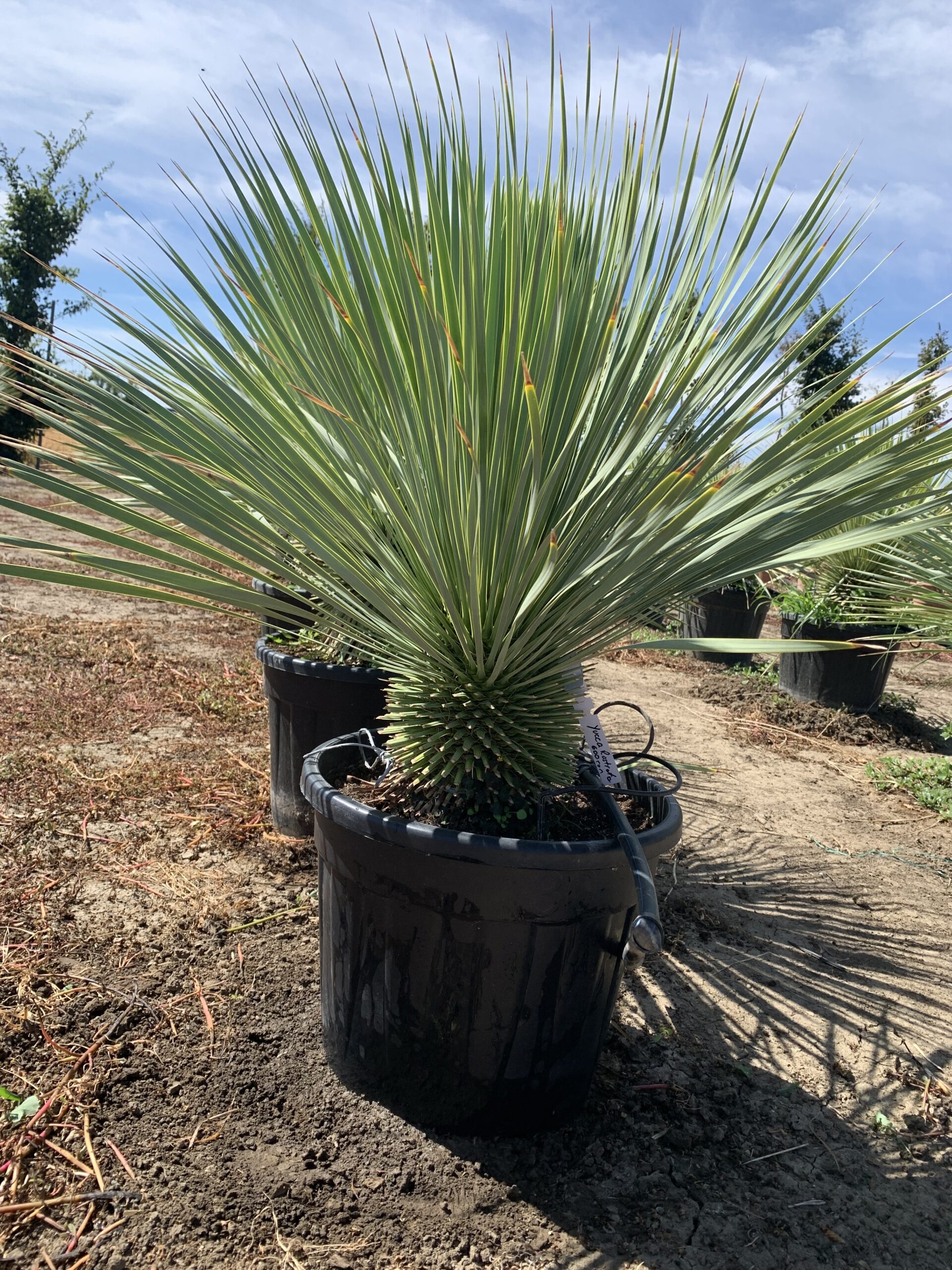 Yucca | Yucca Rostrata Pequena - imagine 2
