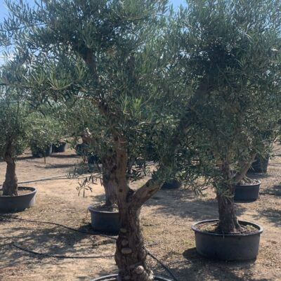 Maslin-Olea-Europaea-Olivo-150-L-main