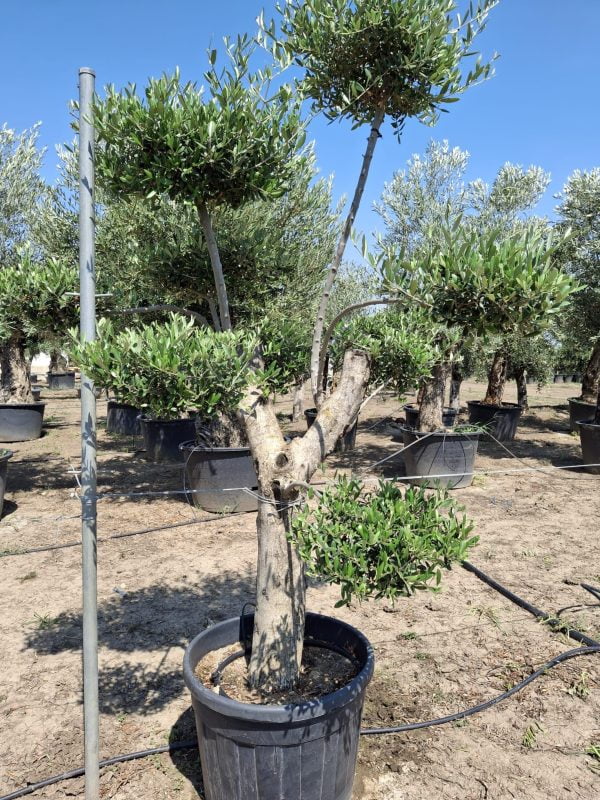 Olea Europaea Plato - mediterangarden