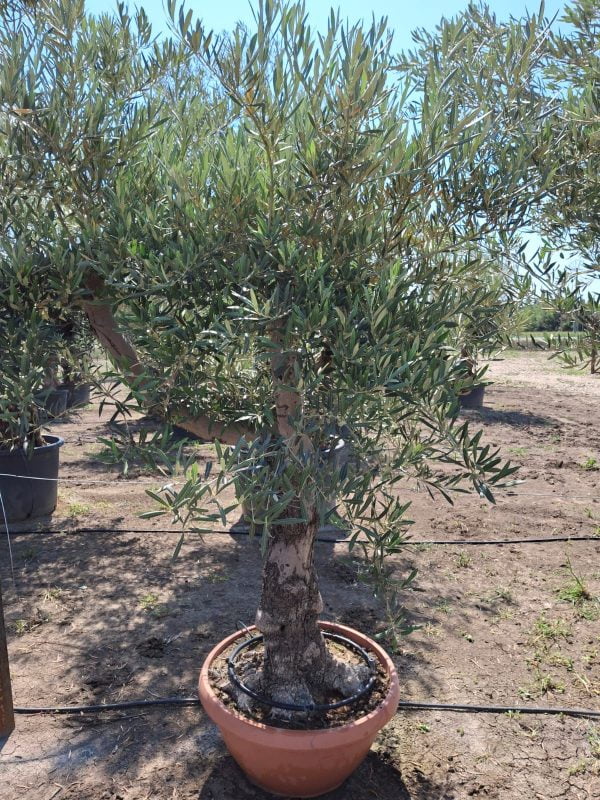 Olea-Europaea-Tarrina-2500-mediterangarden