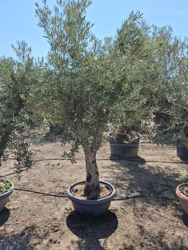 Olea-Europaea-Tarrina-3000-mediterangarden