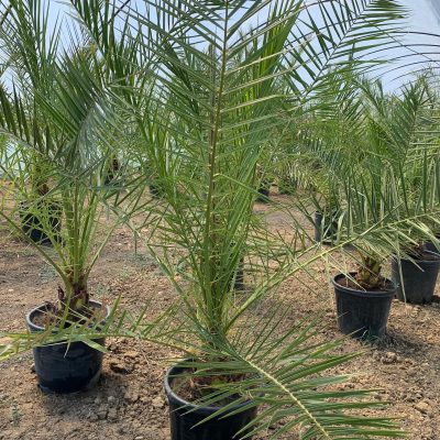 Phoenix-Canariensis250-mediterangarden
