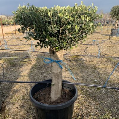 Măslin 45L| Olivo Bola