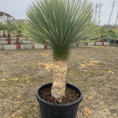 Palmier 50 cm trunchi | Yucca Rostrata
