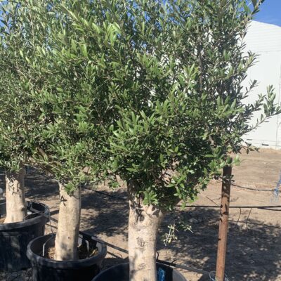 Măslin  Arbequina | Olivos 45L