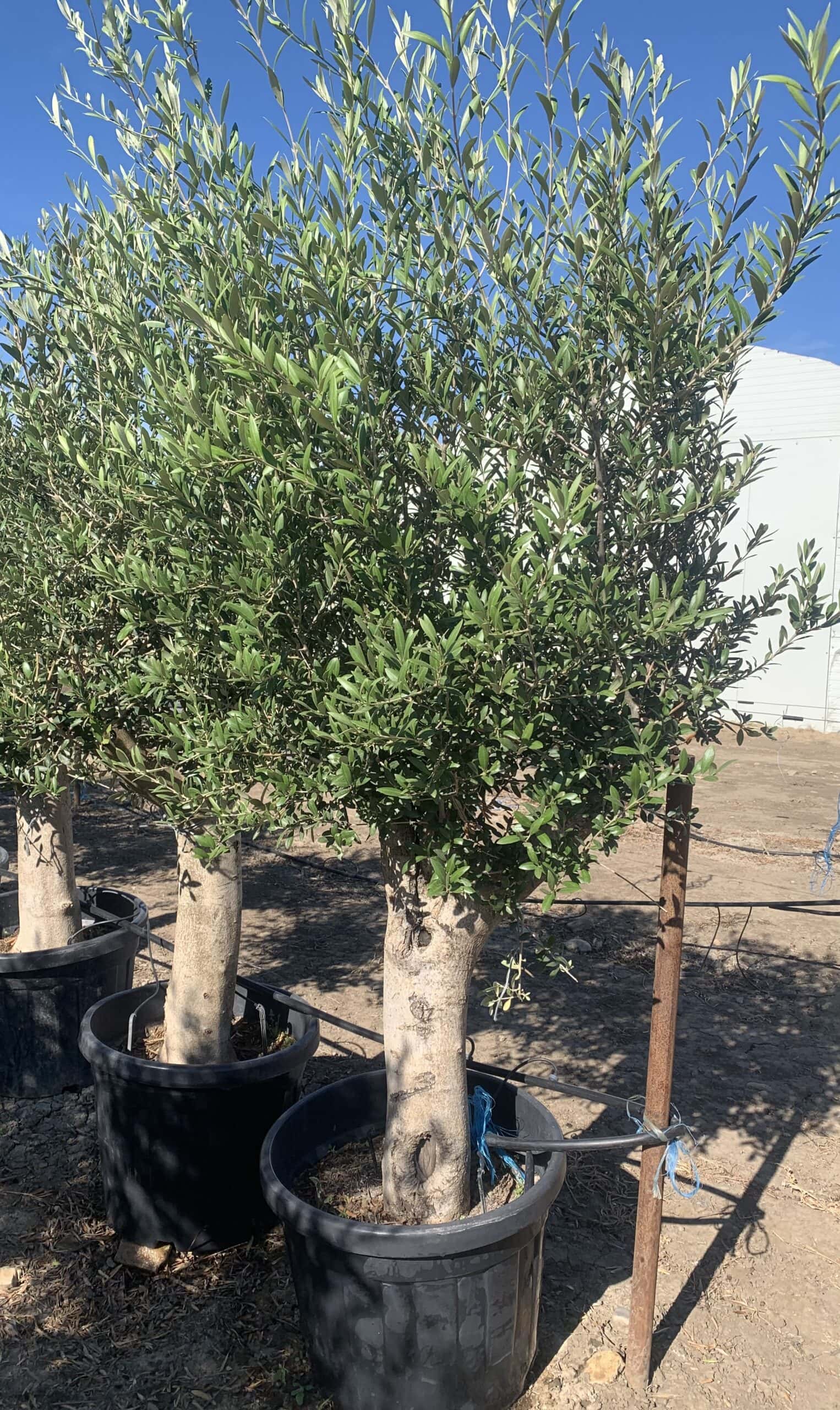 Măslin Arbequina | Olivos 45L