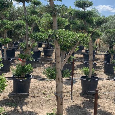 Maslin-Bonsai-Olivo-Plato-45L