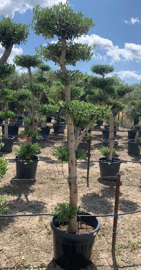 Maslin-Bonsai-Olivo-Plato-45L