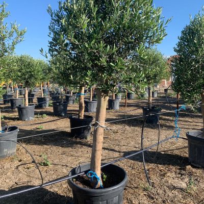 Maslin_Olivo-Intensivo-45L-mediterangarden