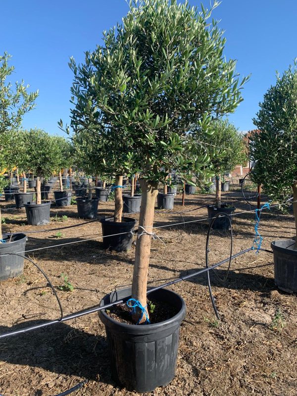 Maslin_Olivo-Intensivo-45L-mediterangarden