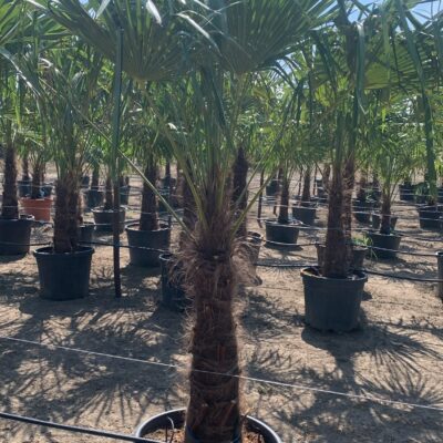 Palmier Tracycarpus Fortunei - 80-90 cm trunchi