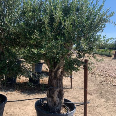 Maslin Olea Europaea - mediterangarden