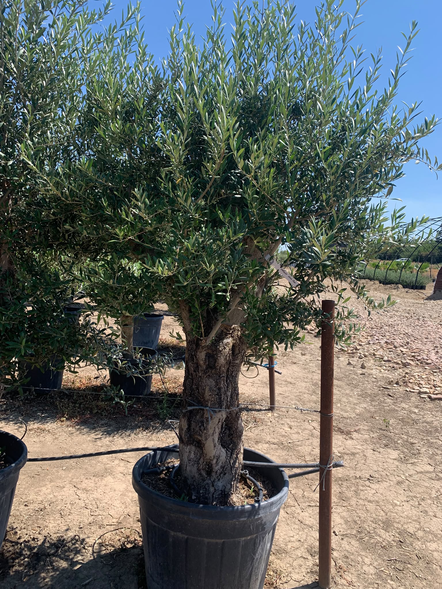 Maslin Olea Europaea - mediterangarden